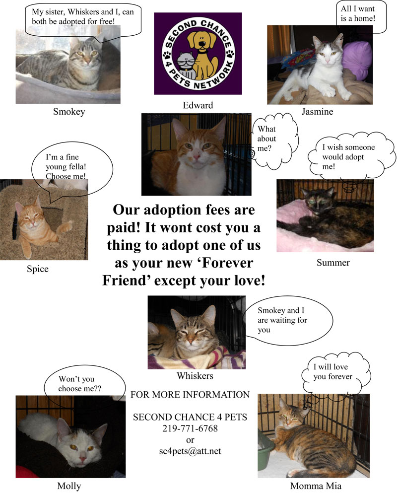 second chance adoption cats