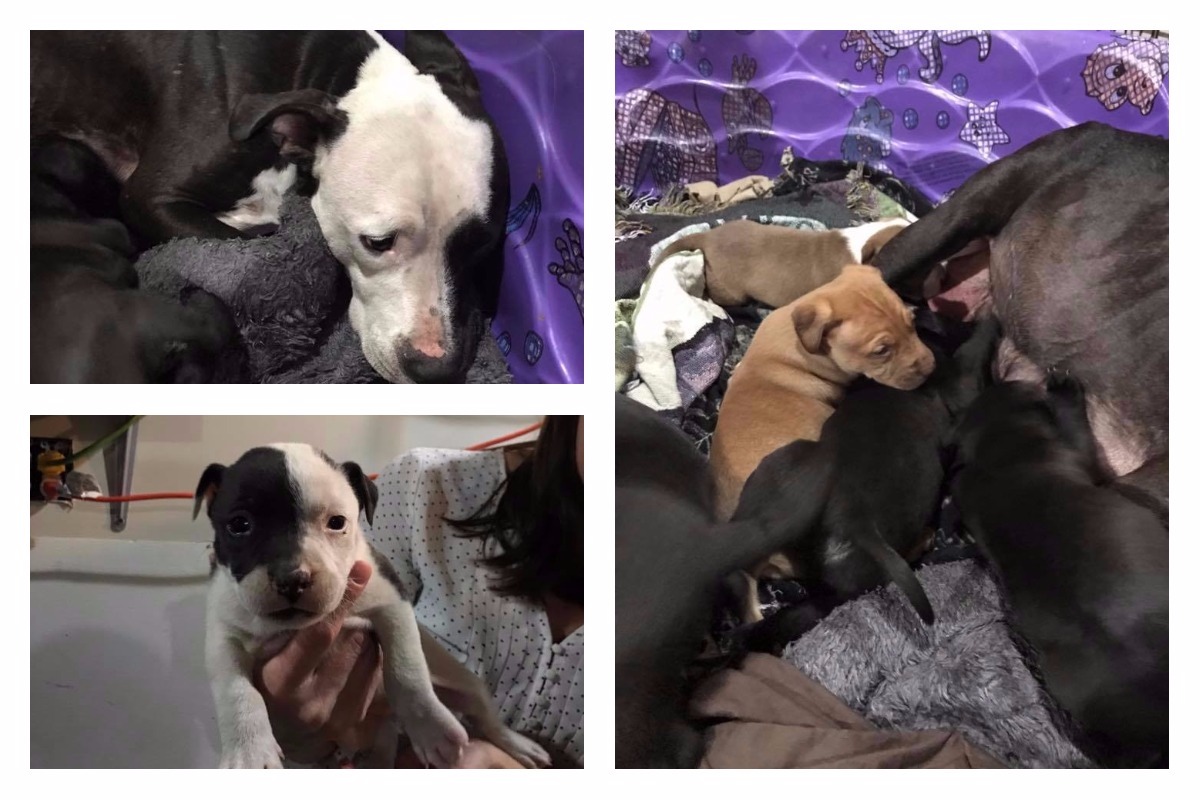 Puppies & Mom Safe After Months of Evading Capture